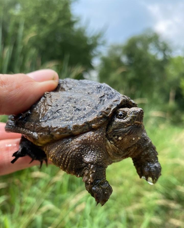 Common Snapping Turtle